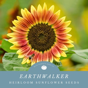 sunflower 2本 Earthwalker Sunflower seeds | Blue Pumpkin Seed Co
