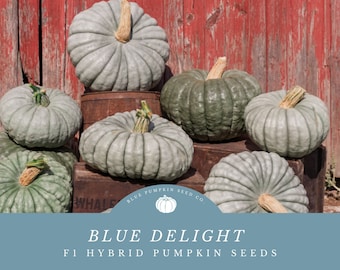Blue Delight F1 Pumpkin Seeds: Striking Blue Beauty and Exceptional Flavor Await-Powdery Mildew Resistant Blue Stacker Pumpkins