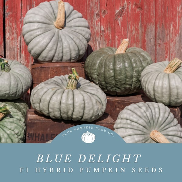 Blue Delight F1 Pumpkin Seeds: Striking Blue Beauty and Exceptional Flavor Await-Powdery Mildew Resistant Blue Stacker Pumpkins