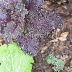 Close-up of a Red Russian kale leaf.