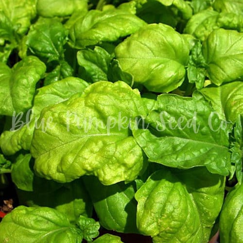 Large Leaf Italian Basil Extra large basil Sweet basil Etsy