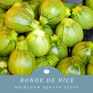 Ronde De Nice squash (French Heirloom) seeds: Round zucchini, Emerald Globe Squash, Eight Ball Zucchini, French Zucchini, heirloom seeds