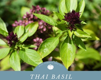 Thai basil seeds: Anise basil, horapha, Rau Que, Hung Que, Vietnamese basil, Asian basil, tulsi, holy basil, basil seeds, herb seed