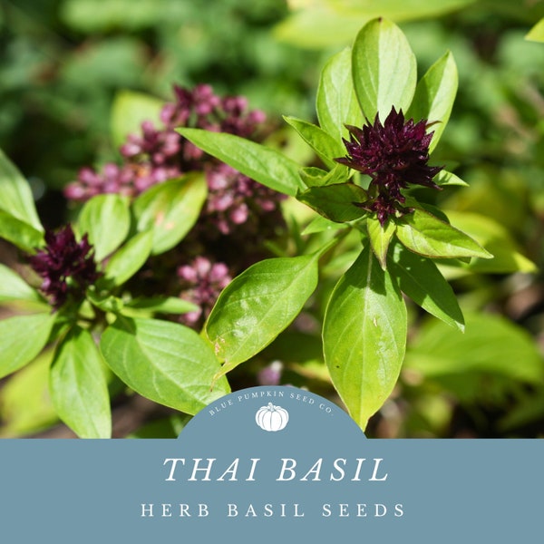 Thai basil seeds: Anise basil, horapha, Rau Que, Hung Que, Vietnamese basil, Asian basil, tulsi, holy basil, basil seeds, herb seed