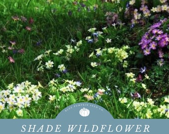 Shade Wildflower Seed Mix: Annual Baby’s Breath, Baby Blue-Eyes, Candytuft, Chinese Forget-Me-Not, Chinese Houses, Clarkia, Columbine, Poppy