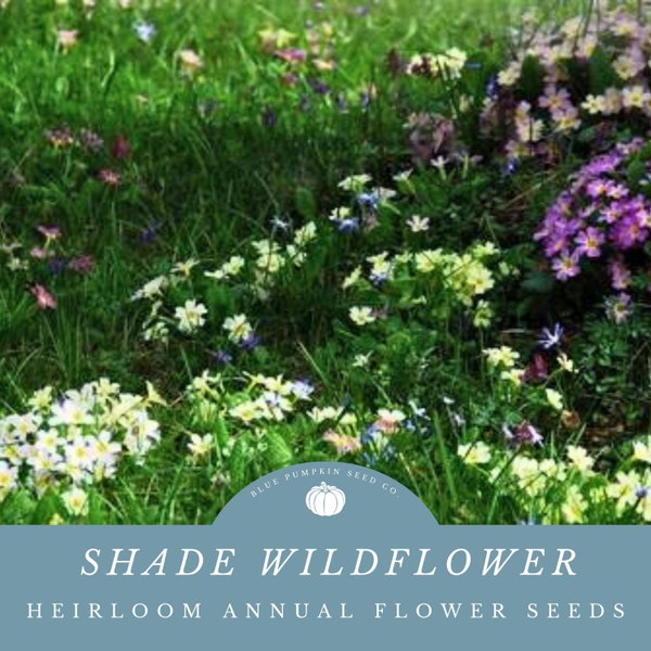 Shade Wildflower Seed Mix: Annual Baby’s Breath, Baby Blue-Eyes, Candytuft, Chinese Forget-Me-Not, Chinese Houses, Clarkia, Columbine, Poppy