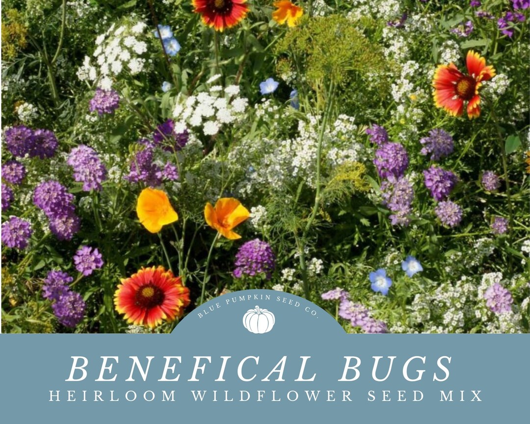 Beneficial Bug Flower Seed Mix - Attracting Good Bugs to Protect Your ...