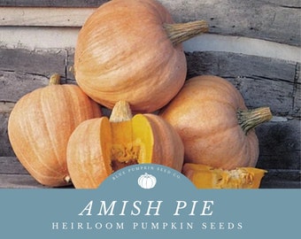 Graines de citrouille anciennes bio Amish Pie - Faites pousser cette citrouille ancienne rare et délicieuse dans votre jardin !