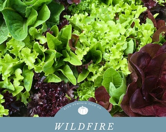 Wildfire Lettuce seed mix: Lettuce seed mix, oak leaf, romaine, red leaf, spinach, salad mix, green lettuce, slow bolt, disease resistant