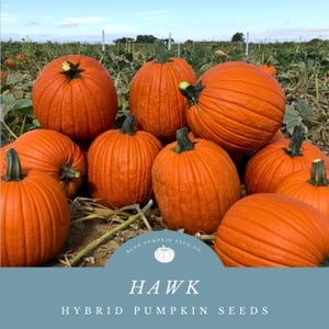 May include: A field of bright orange pumpkins with green stems, featuring a blue overlay at the bottom with the text "BLUE PUMPKIN SEED CO. HAWK HYBRID PUMPKIN SEEDS" and a small white pumpkin icon centered above the text.