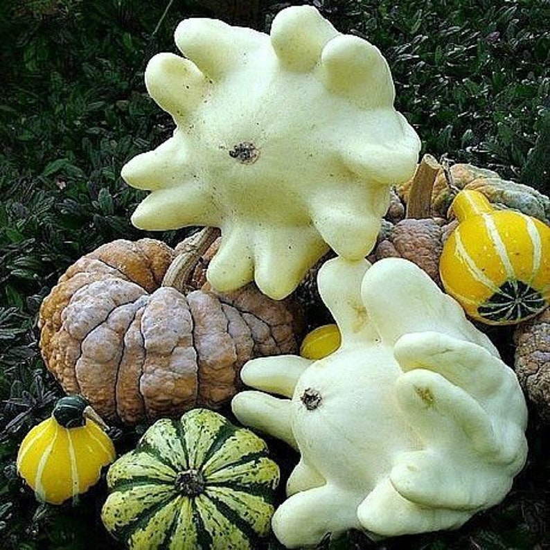 Yugoslavian Fingers squash in a fall display.