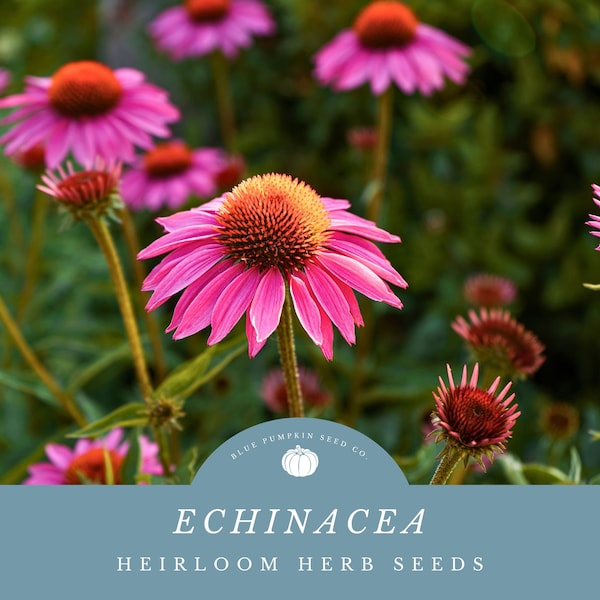 Echinacea seeds: Grow Flowers For Nourishing Teas, Creating Dyes, And Home Made Soaps- Drought Friendly