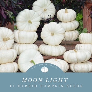 May include: A pile of white pumpkins with the text "Blue Pumpkin Seed Co." and "Moon Light F1 Hybrid Pumpkin Seeds" on a blue background.