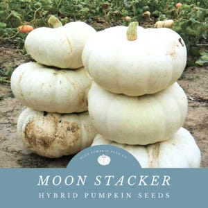 May include: A stack of white pumpkins, labeled "Moon Stacker Hybrid Pumpkin Seeds" with a logo for Blue Pumpkin Seed Co.
