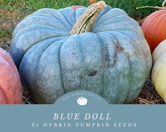 Blue Doll F1 Pumpkin seeds: Grow Disease Resistant Stunning Blue Pumpkins for Cooking and Decorating - A Must-Have for Fall!