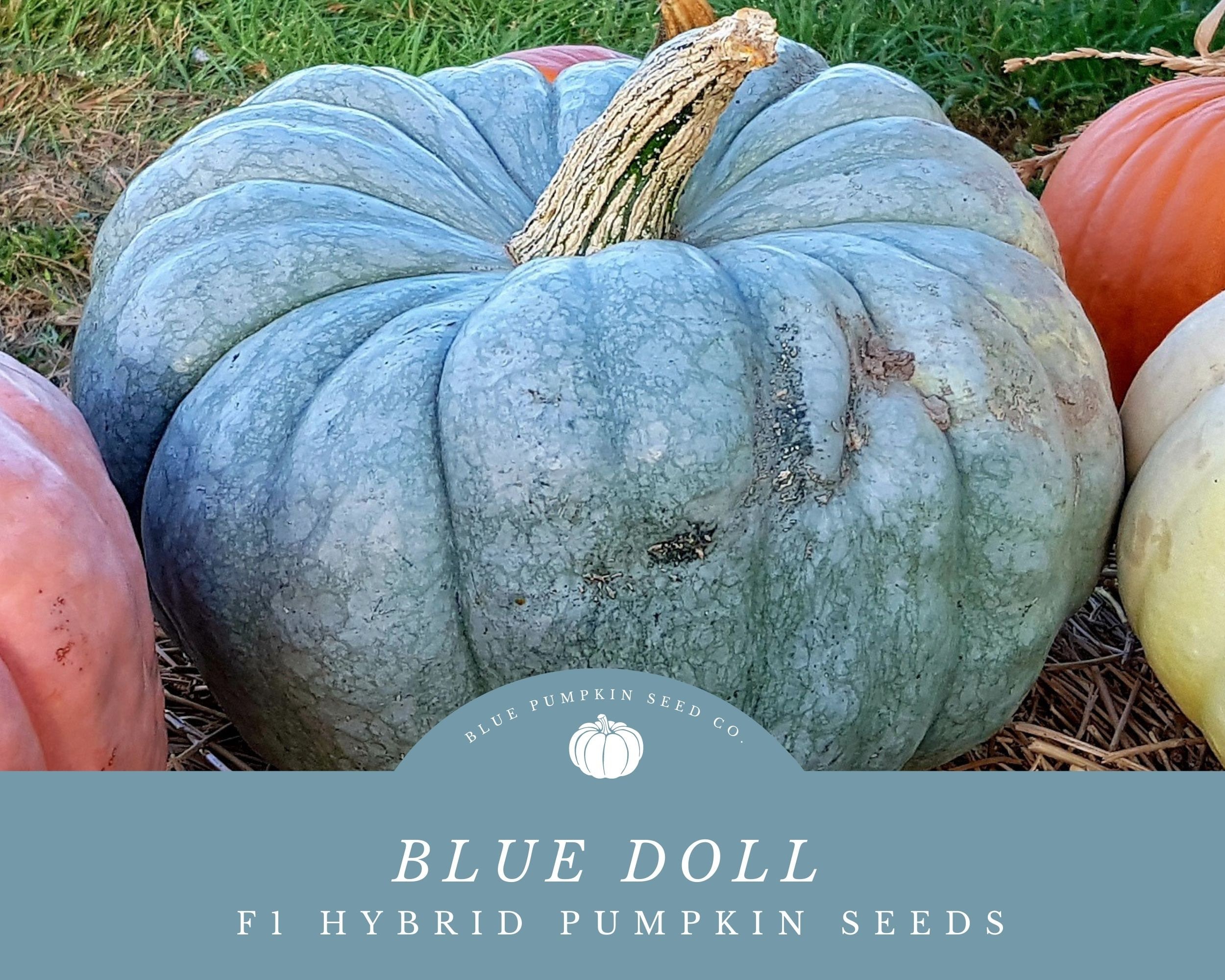品質が Doll Blue F1 Stunning Resistant Disease Grow Seeds: Pumpkin 健康・医学