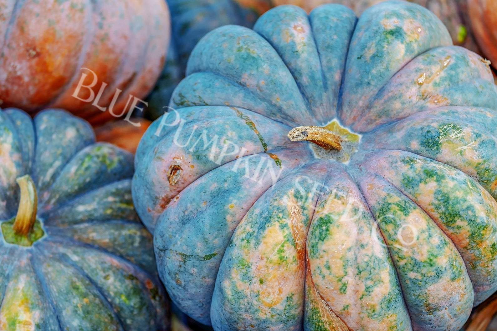 Speckled Hound F1 Kürbissamen Von Bobby-Seeds – Lachsfarben Mit Blaugrauen Streifen