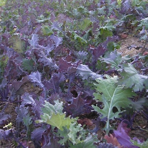 Several Red Russian kale plants growing in a garden.
