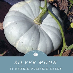 May include: A pale blue Silver Moon F1 hybrid pumpkin with a green stem and vine. The pumpkin is round with prominent ridges. The text "Silver Moon" and "F1 Hybrid Pumpkin Seeds" are on a blue background.