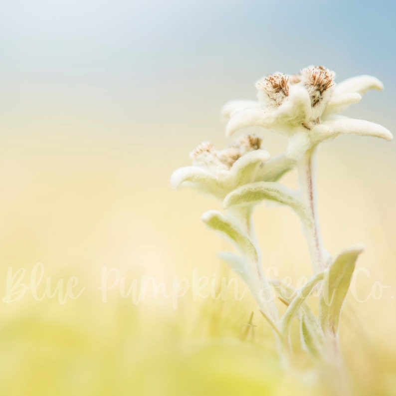 Edelweiss flowers growing in the sun.