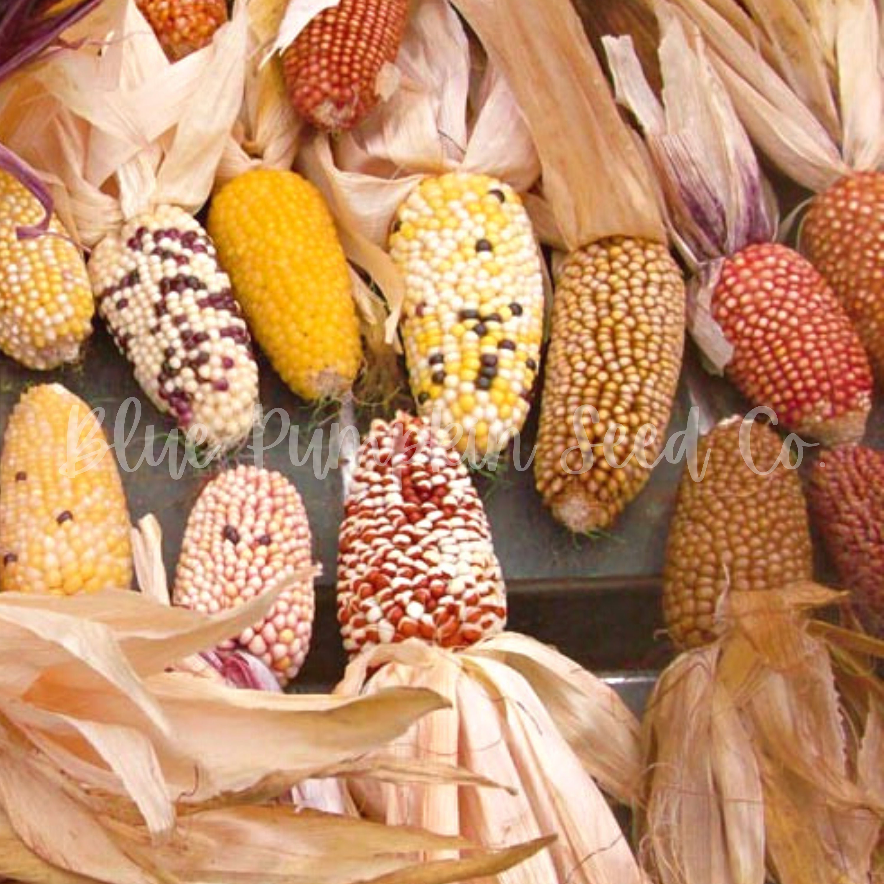 EXTRA RARE Unique Corn ''Baby Sweet Corn F1'' HYBRID ~30 Top Quality Seeds 