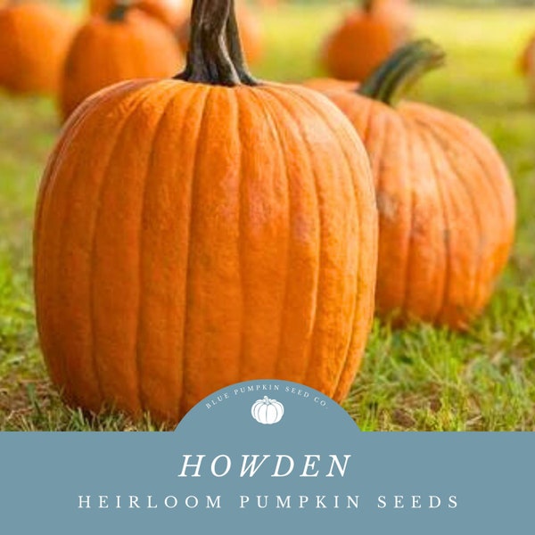 Howden Pumpkin (C.pepo) seeds: Halloween pumpkin, carving pumpkin, heirloom pumpkin seeds, Howden pumpkin seeds