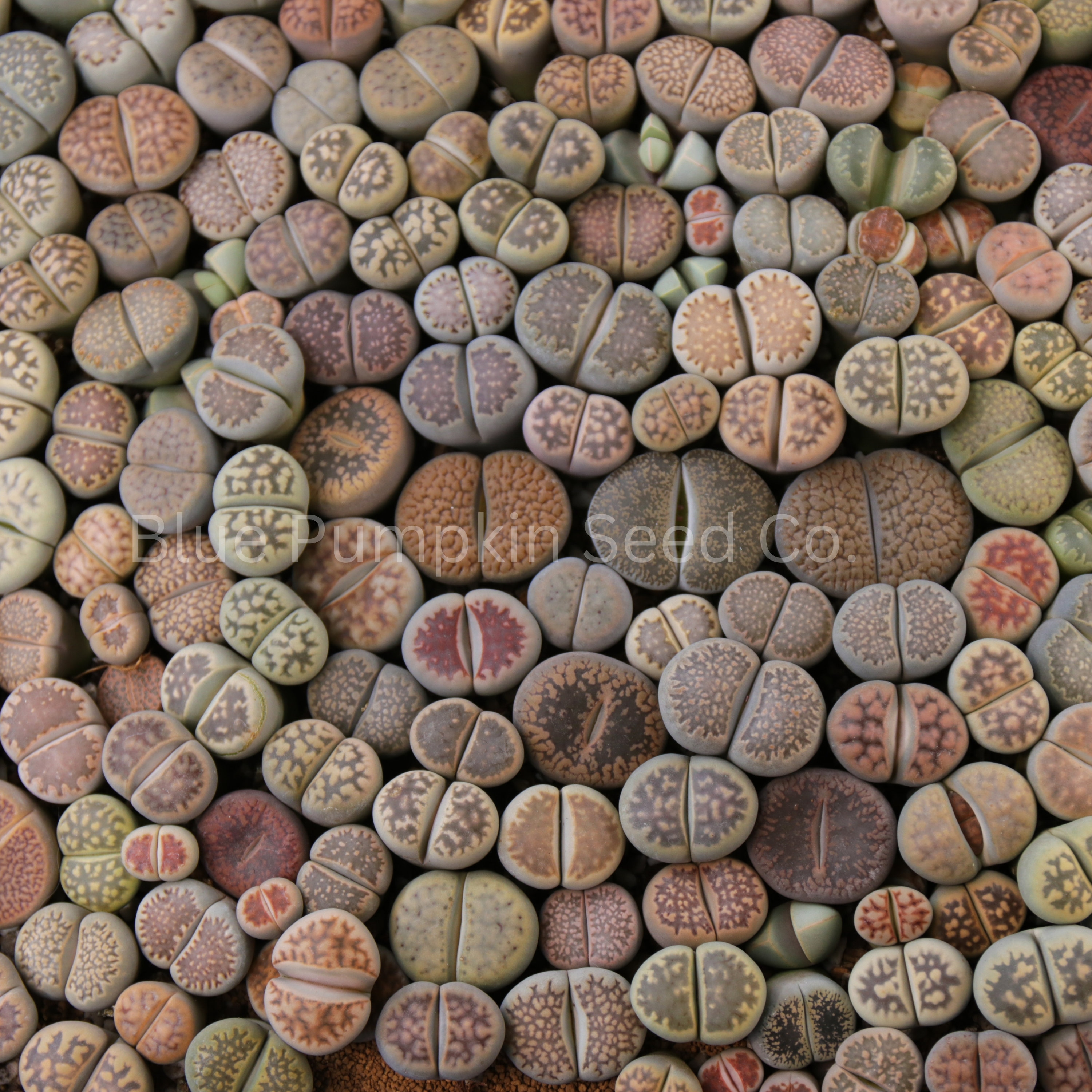 Living Rocks (lithop Seed Mix): Mixed Red, Blue, Brown, & Green Lithops ...