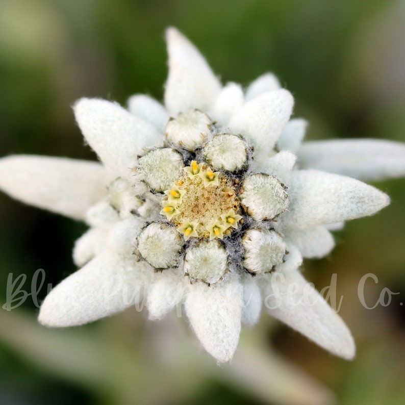 A young Edelweiss flower reaching full maturation.