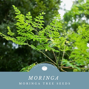 Moringa Tree Seeds - Grow Your Own Nourishing Miracle Tree!