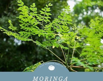 Moringa Tree Seeds - Grow Your Own Nourishing Miracle Tree!