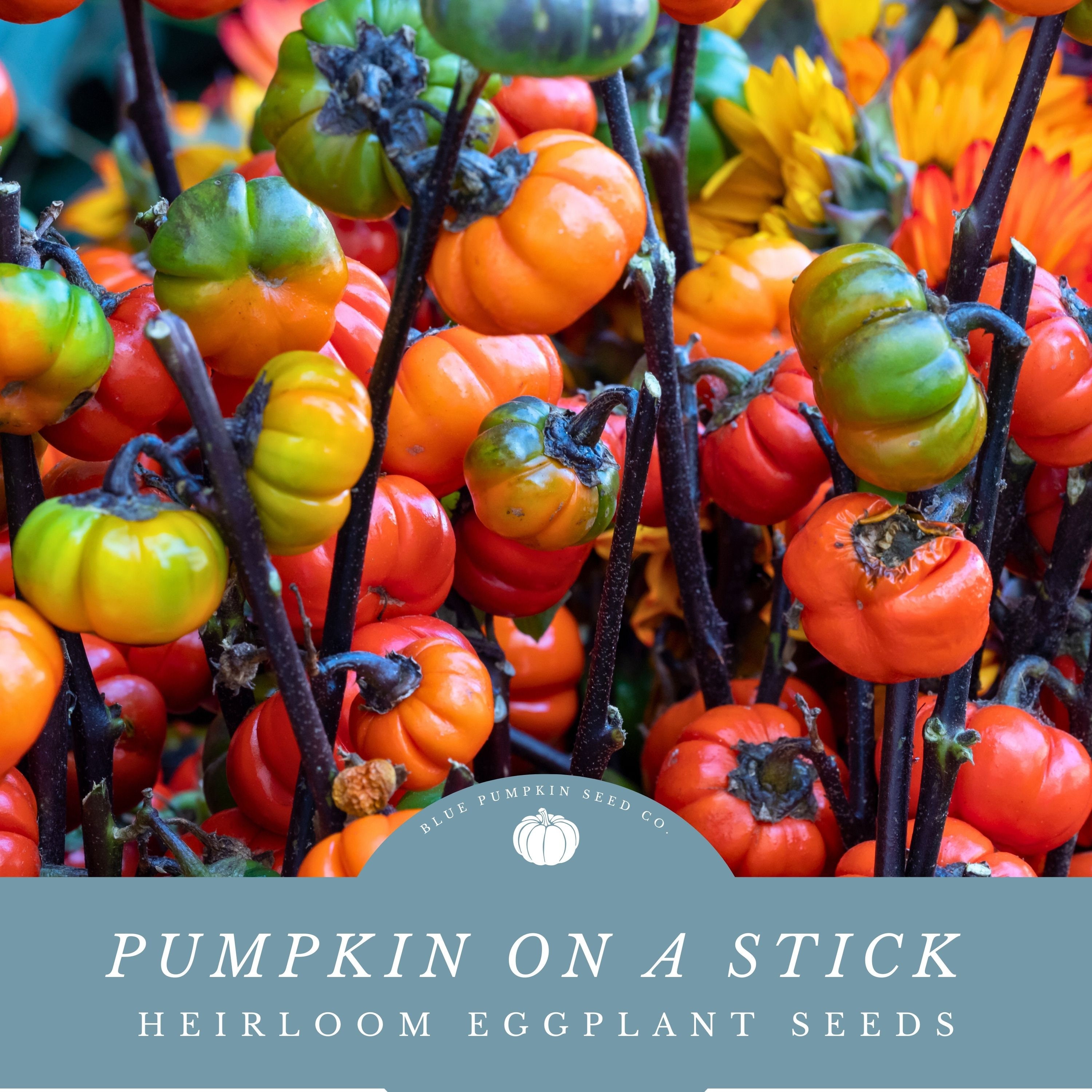 Pumpkin on a Stick (Chinese Scarlet Eggplant) - 10 Seeds