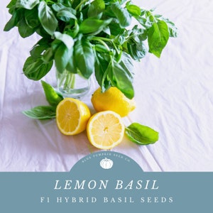 May include: A bunch of fresh green lemon basil leaves in a glass vase with three lemon halves on a white tablecloth. The text "BLUE PUMPKIN SEED CO." is in a blue circle with a pumpkin icon. The text "LEMON BASIL" is in large letters and the text "F1 HYBRID BASIL SEEDS" is in smaller letters below.