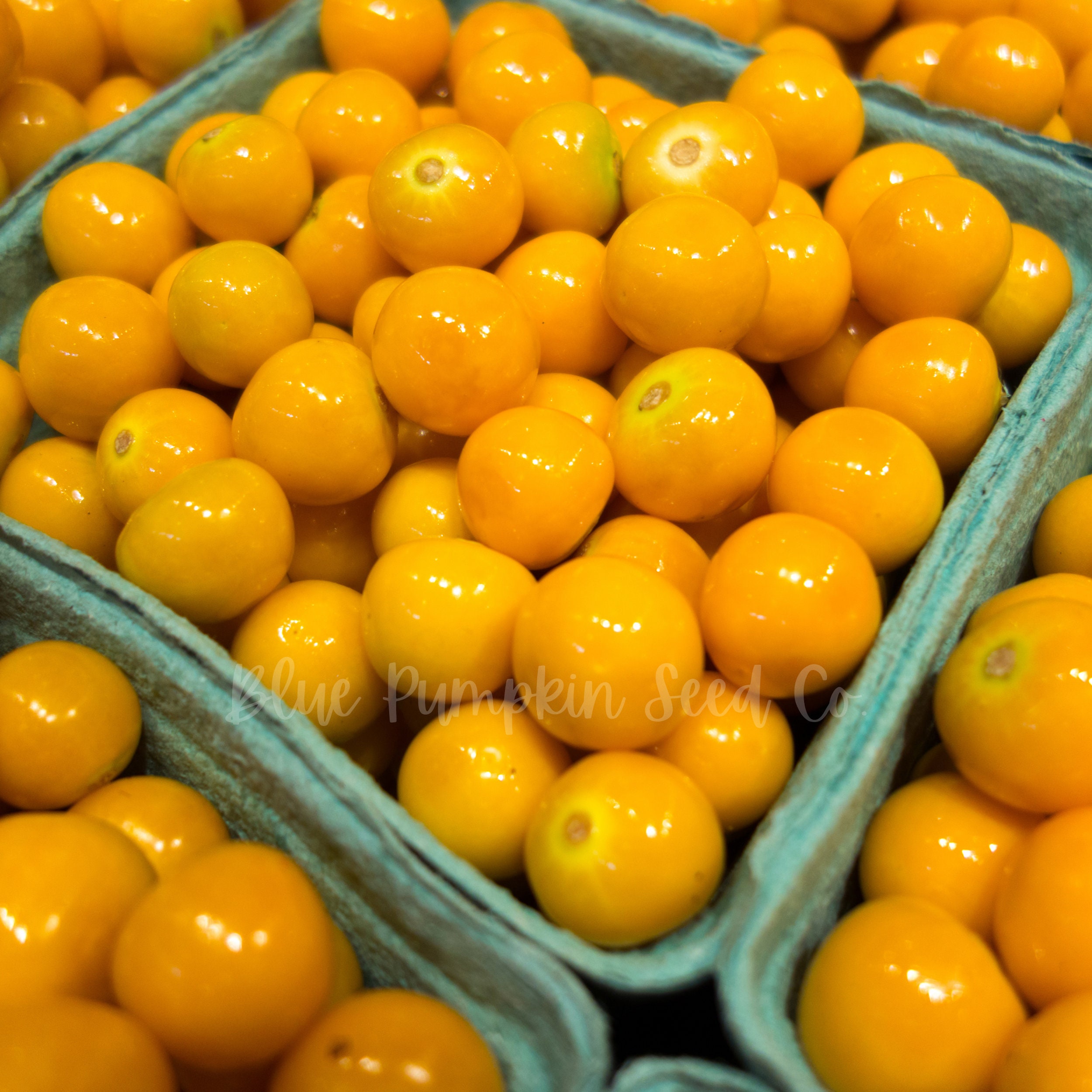 Pineapple Ground Cherry / Pineapple Tomatillo Ground cherry Etsy