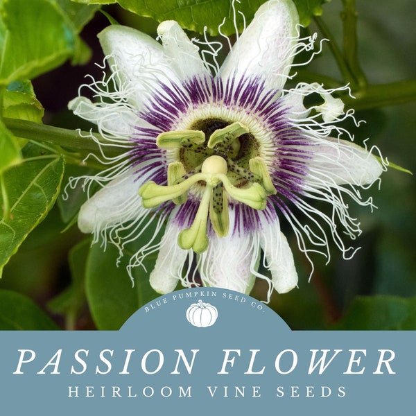 Passion Flower Seeds Etsy