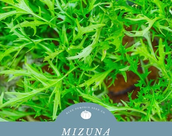Mizuna mustard green seeds: Japanese mustard, Kyona, spider mustard, water greens, mustard greens, mustard greens
