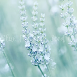 Elegance Ice lavender blooms on a foggy day.