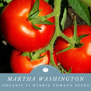 Martha Washington Tomato (F1 / Organic) seeds: Certified organic by MOFGA, organic hybrid tomato seeds, organic tomato seeds