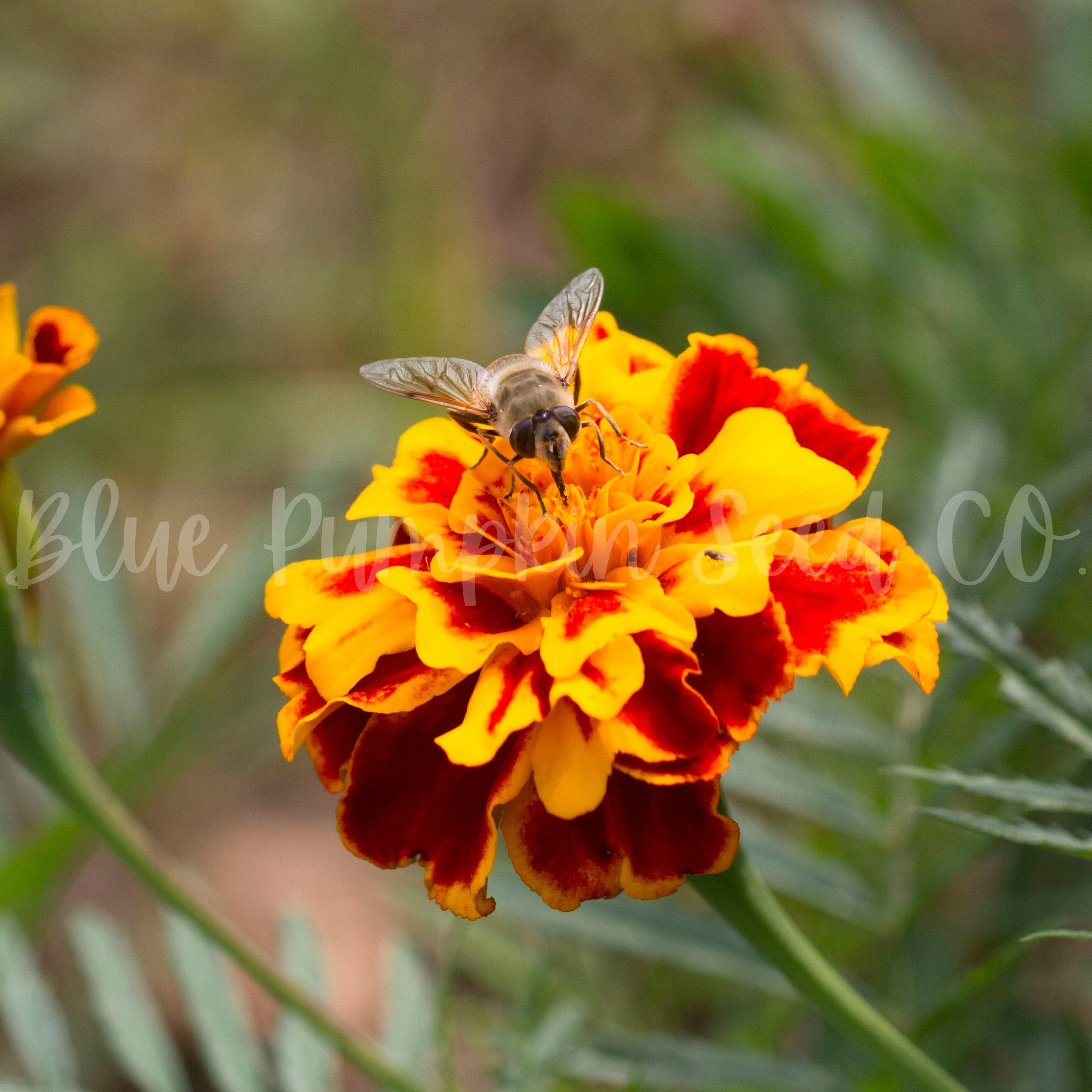 annual seeds: French marigold yellow marigold orange marigold dwarf petite marigold French Marigold petite mix fluffy marigold annual seeds: French marigold yellow marigold orange marigold dwarf petite marigold French Marigold petite mix fluffy marigold