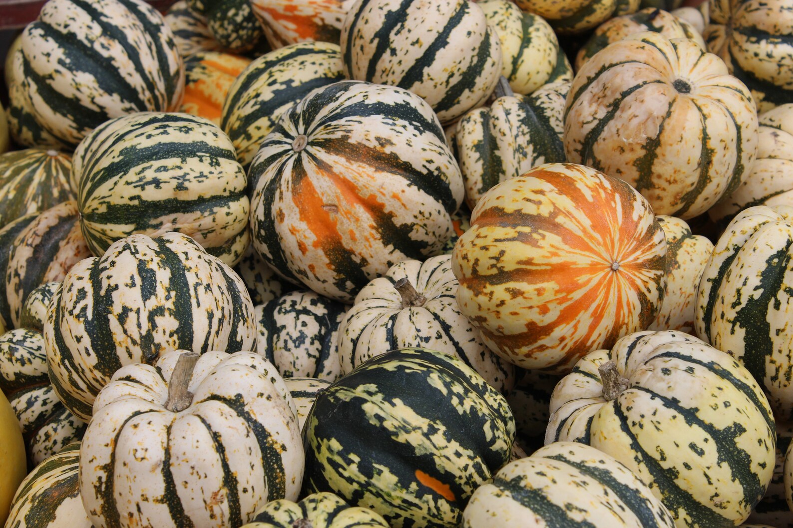 Jester Delicata Squash f1/c.pepo Seeds Peanut Squash Etsy