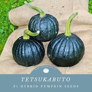 Tetsukabuto pumpkin (f1/PM/Vineborer/c.maxima) seeds: black Japanese pumpkin, Winter squash, vine borer resistant, mildew resistant