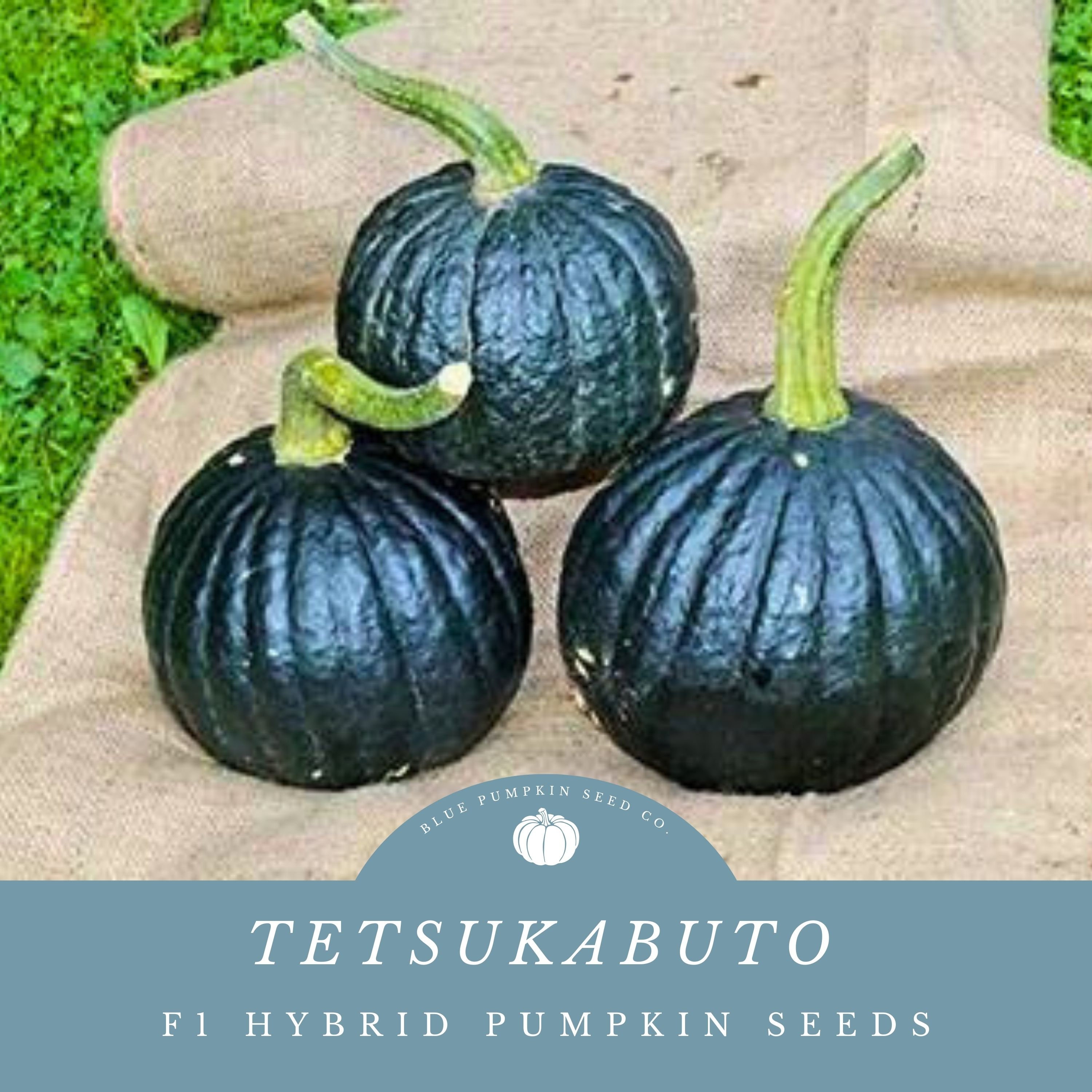 Tetsukabuto Pumpkin (f1/pm/vineborer/c.maxima) Seeds: Black