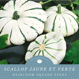 Scallop Jaune Et Verte Summer Squash Seeds: Tender Patty Pan Type Squash With A Subtle Sweet Flavor