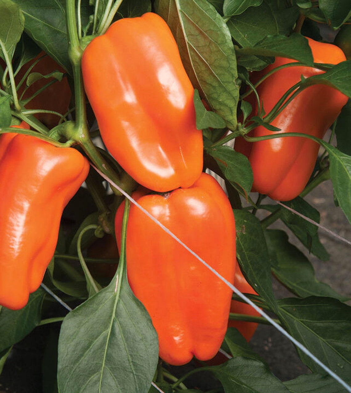 Organic Glow Pepper Seeds Orange Chili Pepper Orange Bell Etsy