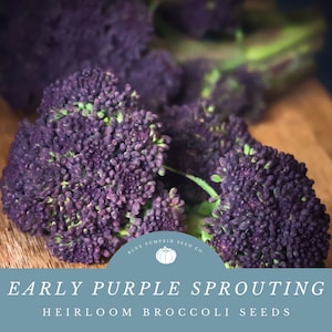 Early Purple Sprouting Broccoli - Savor Buttery Velvety And Nutty Flavored Purple Broccoli