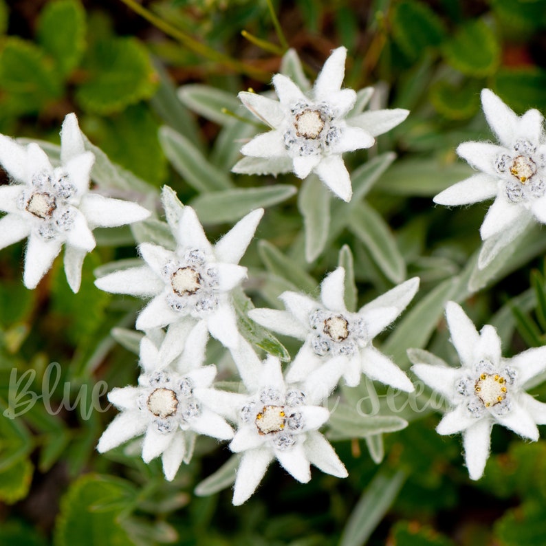 A small cluster of Edelweiss flowers grew on a hillside.