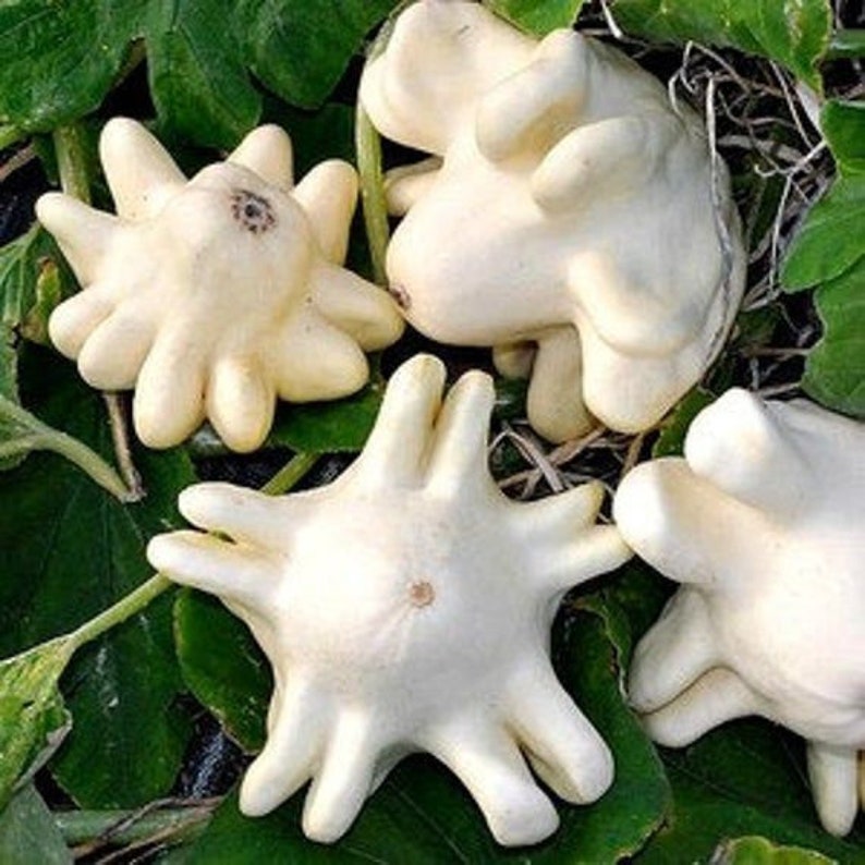 Several Yugoslavian Fingers squash.