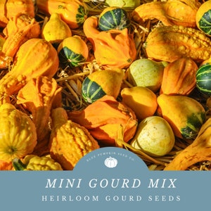 Mini gourd (heirloom mix/ c.pepo) seed mix: Fall seed mix, gourd seeds, gourd mix, Autumn seeds, Fall seeds, Thanksgiving display