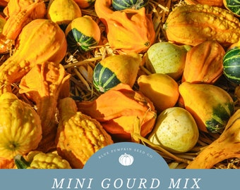 Mini gourd (heirloom mix/ c.pepo) seed mix: Fall seed mix, gourd seeds, gourd mix, Autumn seeds, Fall seeds, Thanksgiving display