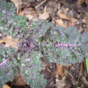 Red Russian Kale seeds organic:Ragged jack, sweet red, Russian kale, heirloom kale, kale seeds, red kale, flat leaf kale, organic image 5