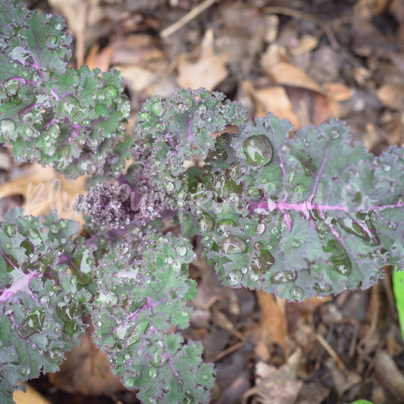 Red Russian Kale seeds organic:Ragged jack, sweet red, Russian kale, heirloom kale, kale seeds, red kale, flat leaf kale, organic Bild 5